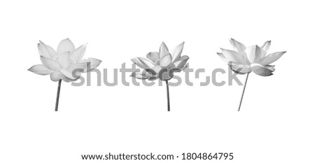 Lotus flower collections black and white isolated on background. File contains with clipping path so easy to work.