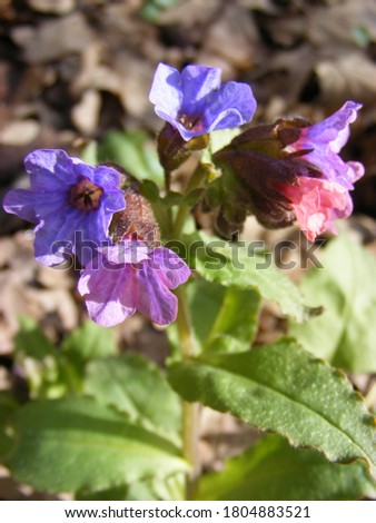 Macro picture of flower outdoor blue and violet colors