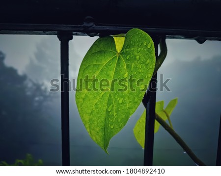 uttarakhand,india-3 june 2020:green leaf.this is a picture of a leaf with rain drops on it.the leaf is bright and background is foggy.Raindrop on a green leaf with internal reflection.medical herb.