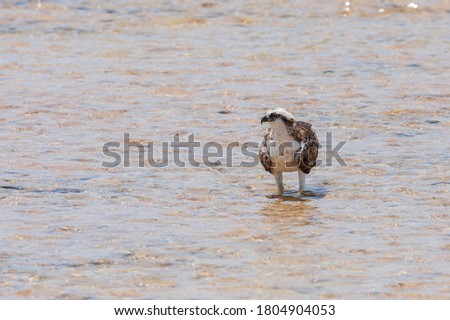Pandion haliaetus - Osprey stands in the sea and hunts. Wild photo.