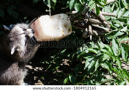 A raccoon cooling off while enjoying an ice cube with fruit. The raccoon is a medium-sized omnivorous mammal of the Procyonidae family, native to North America