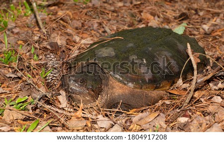 Big wild turtle stopped on the leaves for a picture