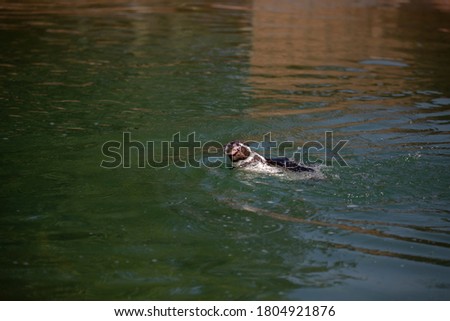 Humboldt penguin, Spheniscus humboldti, swimming in water.