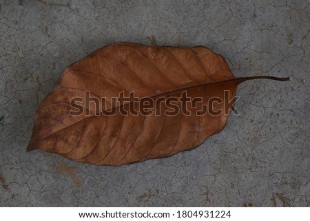 Dead leaf picture. Close up picture.