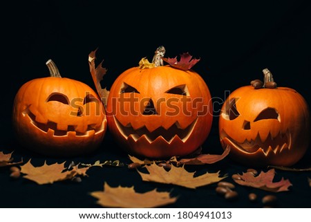 three orange pumpkin with maple leaves and acorns for Halloween autumn holiday decor