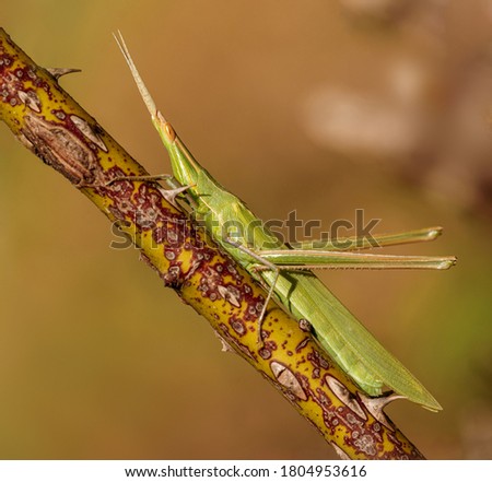One green acrida bicolor on woody stem with thorns on blurred brown background. Cool hot summer nature image.