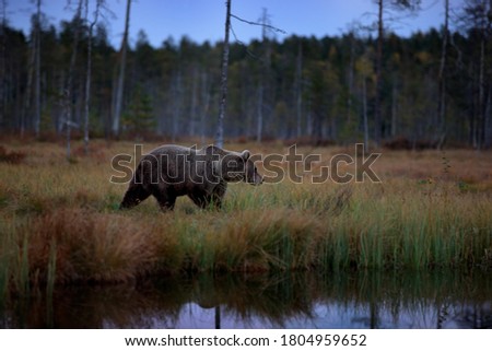 Bear evening - close up encounter in the nature. Brown bear in yellow forest. Autumn trees with animal. Beautiful brown bear walking around lake, fall colours. Wildlife scene from nature, Russia.