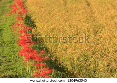 Cluster amaryllis bloomed around the rice field that became a good harvest