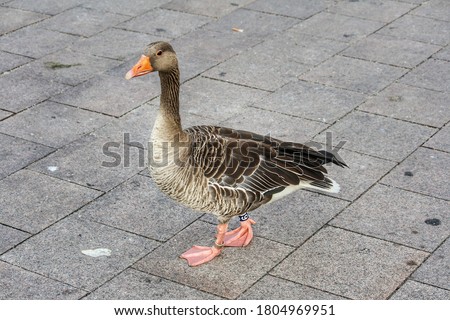 Closeup picture of a duck at Kleine Alster, Hamburg, Germany. For educational purposes.