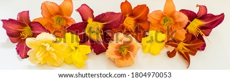 Multicolor banner of fresh daylilies