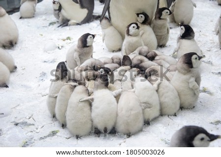 a family of penguins with a large brood of baby penguins