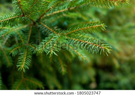 
green branch of christmas tree close up
