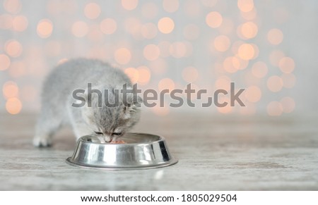 Baby kitten eating food from a bowl at home on festive background. Empty space for text