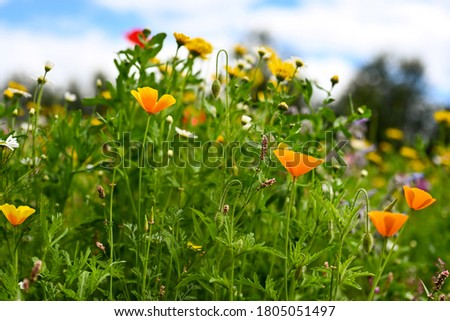 beautiful wild meadow flowers background photo, natural world or wedding, website template 