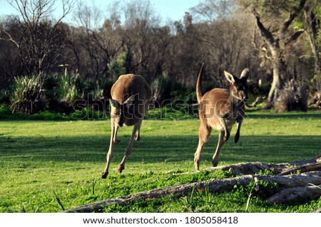 Young kangaroos at play