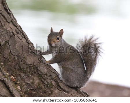 young grey squirrel at base of tree looking at camera
