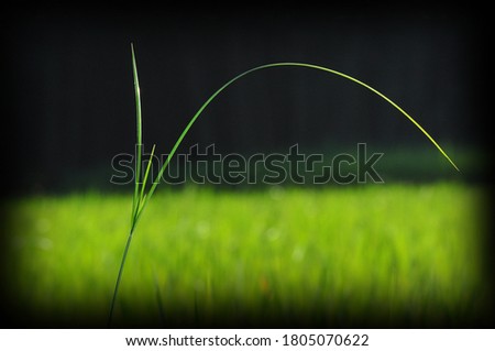 Green grass crop having narrow leaves with parallel veins