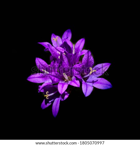 Isolated view of purple Clustered Bellflower on black background