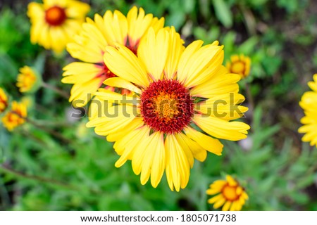 Top view of one vivid yellow and red Gaillardia flower, common name blanket flower,  and blurred green leaves in soft focus, in a garden in a sunny summer day, beautiful outdoor floral background