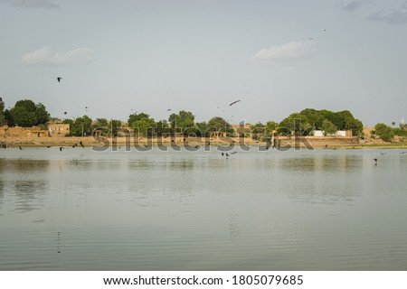 bats flying over a lake in the evening