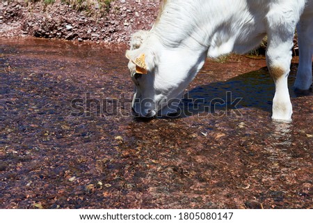 white-haired calf drinks water in the Aragon Subordán river