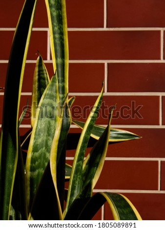 Horizontal close-up picture of growing sansevieria plant on the background with red brick wall 