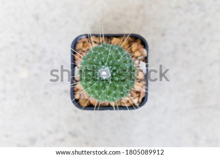 small decorative cactus in pot, top view