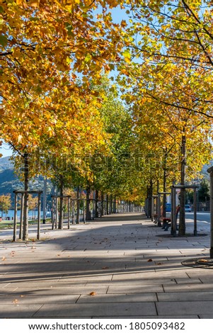 Foliage with red leaves in Luino near the Lake Maggiore