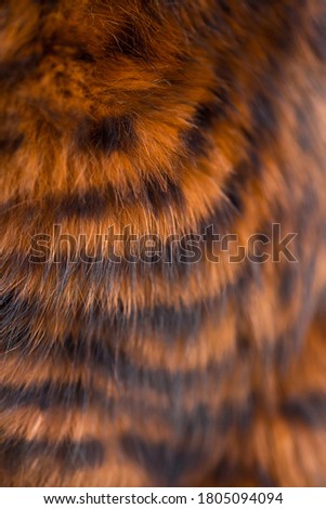 Beautiful striped fur close-up. Texture of red wool.