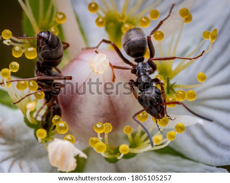 Ants in tiny white flower