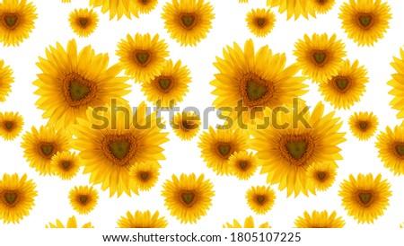 Pattern flower sunflower heart-shaped white background. Flat lay. Top view. Floral pattern. Festive summer background.