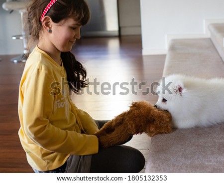 white japanese spitz puppy at home