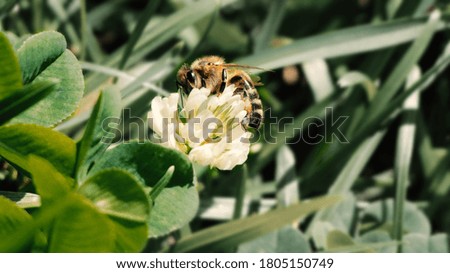 
Honey bee on a small flower