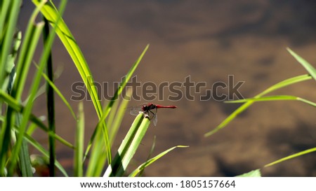 
Red dragonfly on plant stem