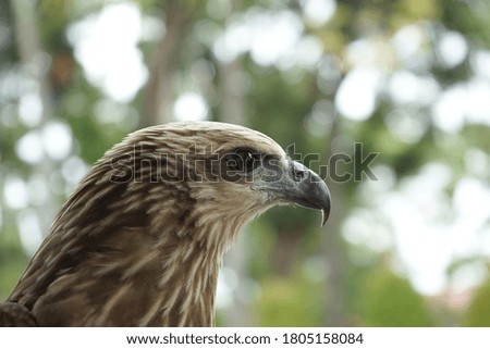 brown eagle, a protected animal in Indonesia. 