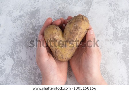 An ugly or deformed potato in the hands of a girl. Trendy deformed, scary vegetables. No food waste.