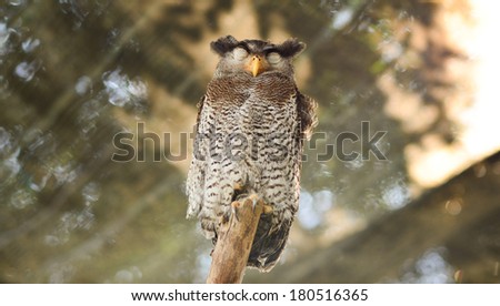sleeping brown owl on wood branch with blur zoo background stock photo