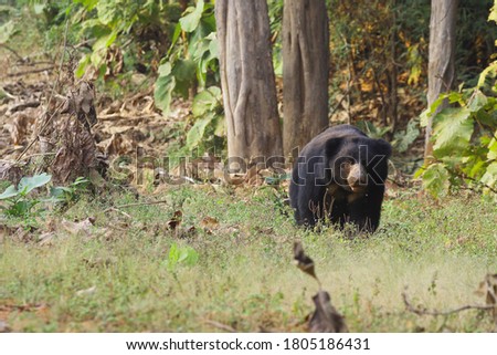 Bhalu ( sloth bear) Bhalu is very famous character of jungle book movie. Most of the kids Love Bhalu 