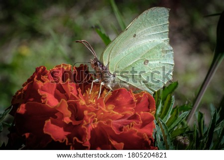a white butterfly sits and feeds on nectar on an orange marigold flower