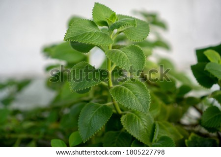 Country Borage in a pot with a blurred background. It is vegetable.
