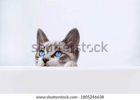 Cat kitten hanging over white blank poster or board