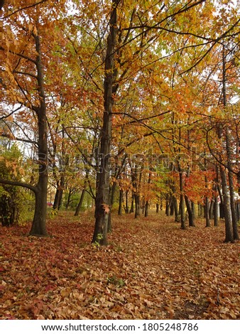 fallen yellow red foliage among autumn trees on autumn park background, selective focus