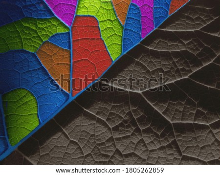 Beautiful surface of a multicolor leaf. Close-up. The texture is clearly visible.