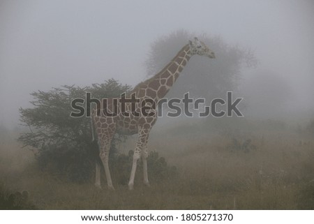 Giraffe standing in fog in east Africa bushland