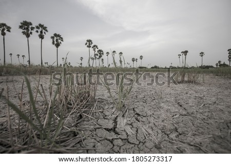 Drought soil in arid rice field waiting for the rain to grow rice with palm tree at countryside of Thailand