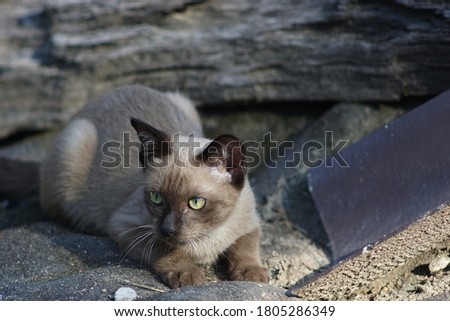 A brown cat lying on the ground under the sunlight on the morning to looking at something for selective focus and blurred background.Hope and lonely concept.
