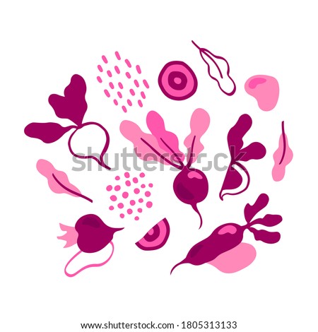 Hand drawn beetroot vector set in cartoon style. Healthy organic beets with leaves and beetroot slices. Royalty-Free Stock Photo #1805313133