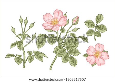 Sketch Floral decorative set. Pink Dog rose (Rosa canina) flower drawings. Vintage line art isolated on white backgrounds. Hand Drawn Botanical Illustrations. Elements vector.
