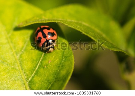Pink beautiful ladybug on leaf