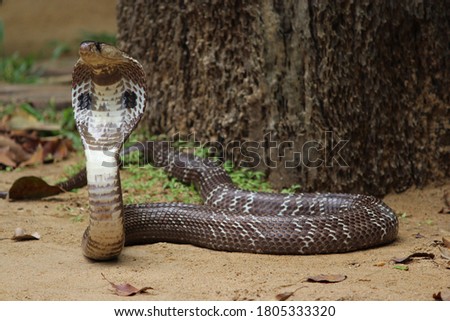 cobra snake in action and try to attack in sri lanka